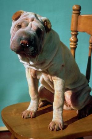 _dogs117.jpg (17756 bytes)