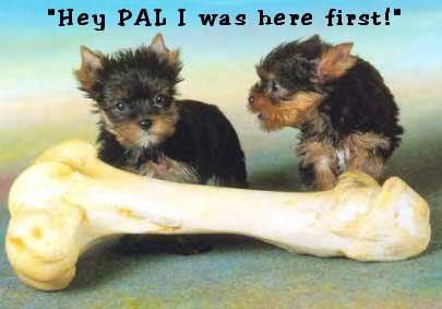 _dogs118.jpg (18357 bytes)