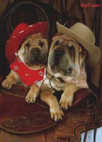_dogs121.jpg (36100 bytes)