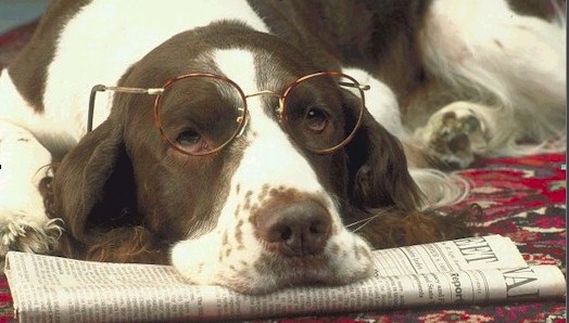 _dogs129.jpg (50793 bytes)
