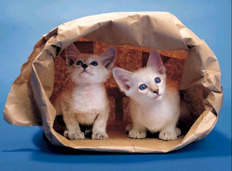 _cats156.jpg (45944 bytes)