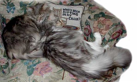 _cats175.jpg (47523 bytes)