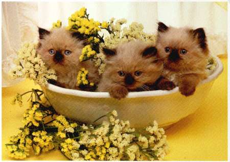 _cats177.jpg (24652 bytes)