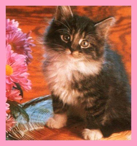_cats177.jpg (24652 bytes)