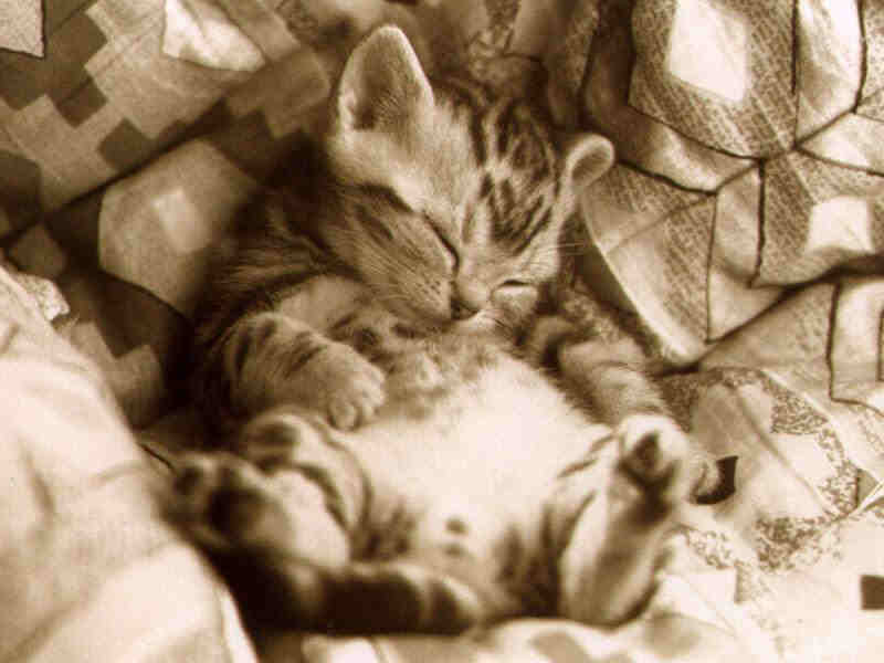 _cats180.jpg (77834 bytes)