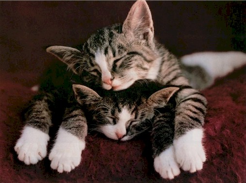 _cats182.jpg (56509 bytes)