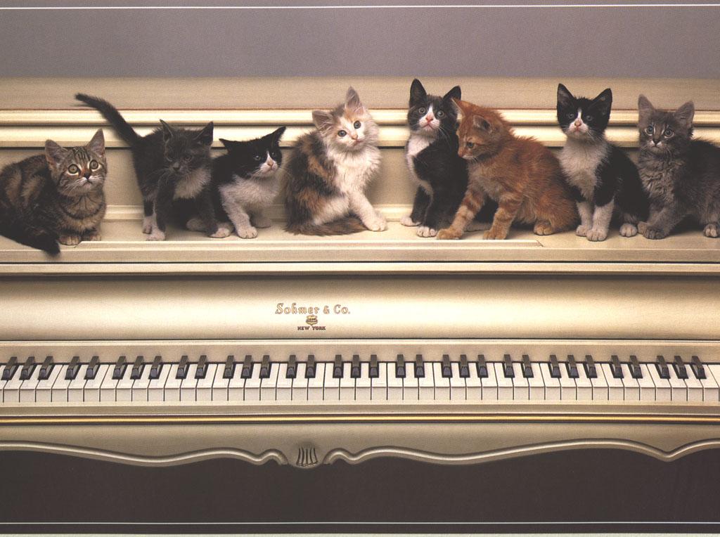 _cats186.jpg (107868 bytes)