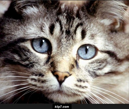 _cats188.jpg (63657 bytes)