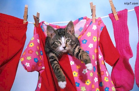 _cats191.jpg (47613 bytes)