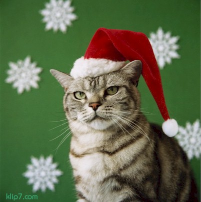 _cats193.jpg (38944 bytes)