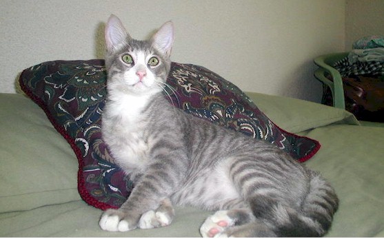 _cats200.jpg (54993 bytes)