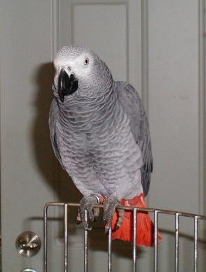 Vladimir, Perroquet d'Afrique