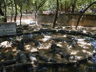 Basking and waiting