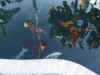 POND12701.jpg (439685 bytes)
