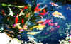 Pondfish98.jpg (42917 bytes)