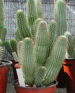 Weight loss. Miracle hoodia vs. obesity.