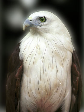 eagle.jpg