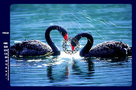 swanmdm.jpg (9k) Loading..