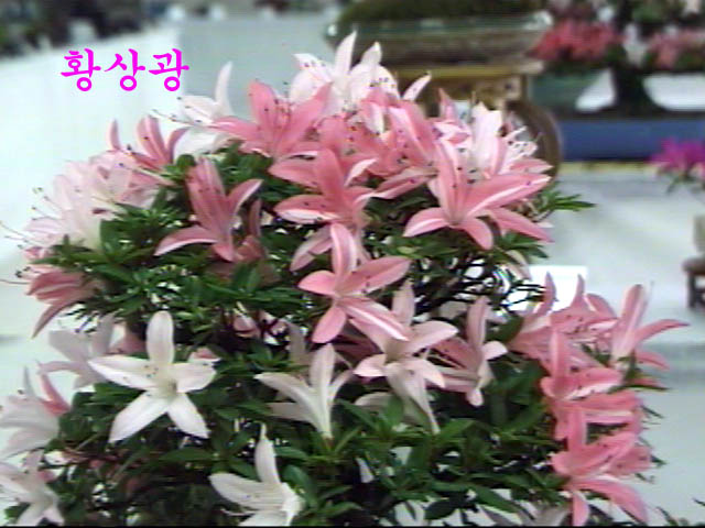 hwa-k.jpg