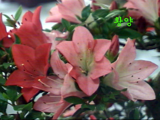 hwa-y.jpg