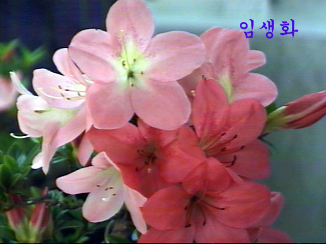 im-se.jpg