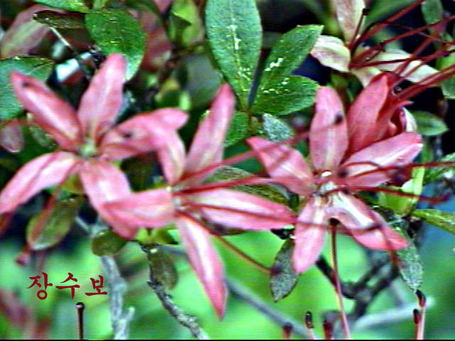 ja-su.jpg