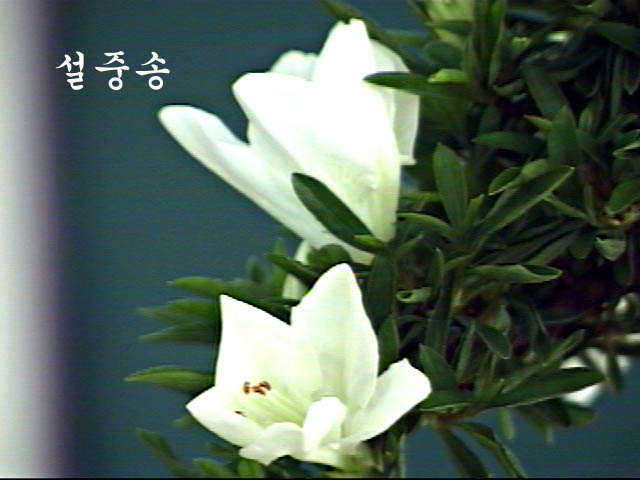 su-ju.jpg