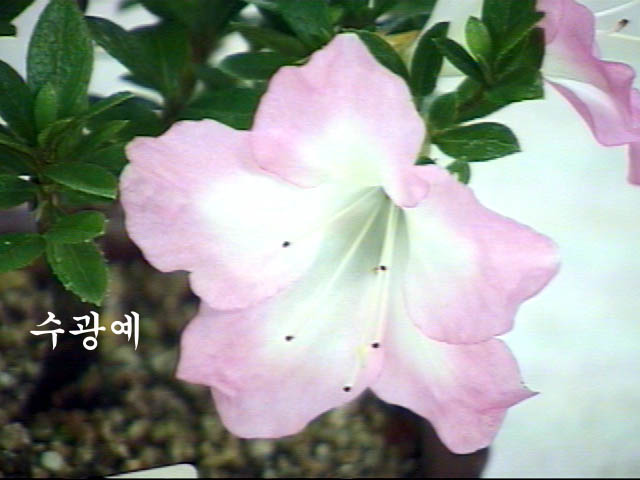 su-ye.jpg