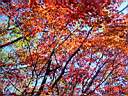 DSC08876.JPG