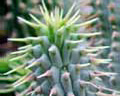 A plant that can turn off your hunger