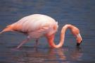 flamingo.jpg