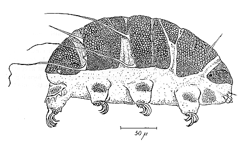 A bona fide tardigrade.