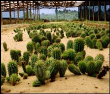 Weight loss. Hoodia herbal pills helps weight loss.