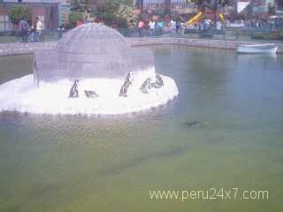 limhuachipapinguin1