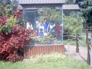 limhuachipasnake