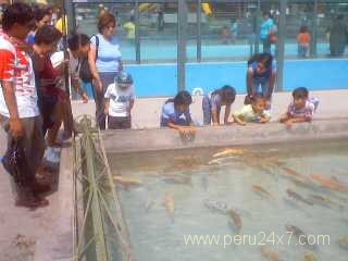 limhuachipatruchas
