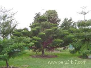 limleyendasjardinbot