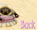 Playful Pets Home