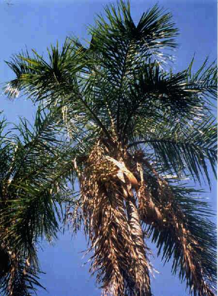 Syagrus oleracea