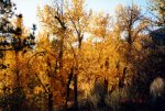 fall