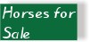 Horses For Sale