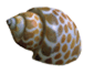 seashell