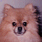 Taz