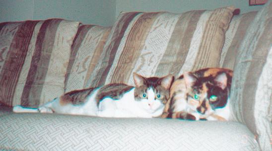 Let's cuddle!