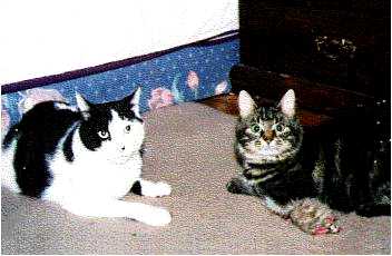 Patrick & Sweetpea