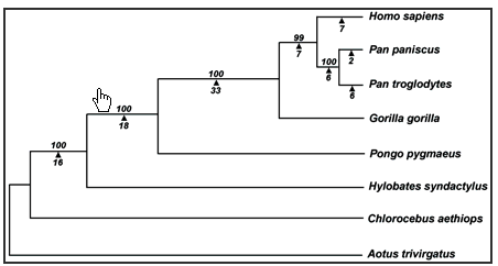 Hominoid phylogram