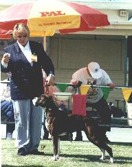Bliss at the National Boxer Specialty, 1996