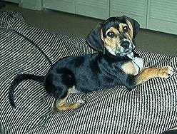 5 months old