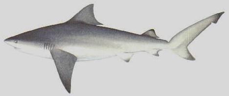 Drawing of a bullshark