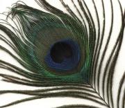 paon/peacock